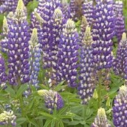 Lupinus polyphyllus 'Gallery Blue'