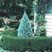 Juniperus scopulorum 'Wichita Blue'