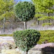 JUNIPER '2-TIER POODLE HETZI COLUMN'
