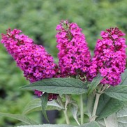 Buddleia x 'Miss Ruby'