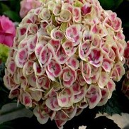 Hydrangea macrophylla 'Cityline Vienna Ramars'
