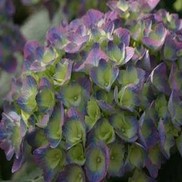 Hydrangea macrophylla 'Cityline Ragra'