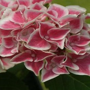 Hydrangea macrophylla 'Horheart'