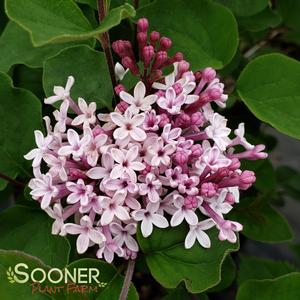 Syringa  'Josee'