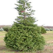 Juniperus scopulorum 'Admiral'