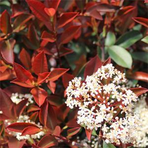 Photinia x 'Parbri'