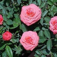 Rosa x 'Chipper'