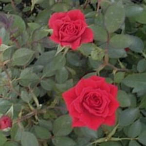 ROSE 'ACEY DEUCY MINIATURE'