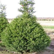 Juniperus chinensis 'Ames'