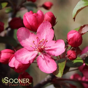 malus  'JFS-KW5'