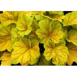 Heuchera villosa 'Electra'