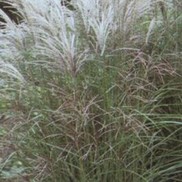 Pennisetum sinensis 'Kleine Fontaine'