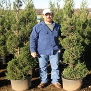 Juniperus chinensis 'Blue Point'
