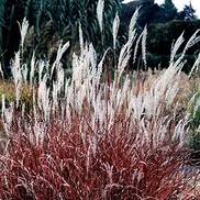 Miscanthus sinensis 'Purpurascens'