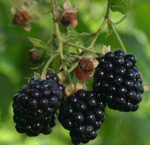 Rubus  'Jewel'