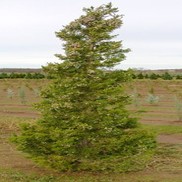 Juniperus virginianna 'Canaerti'