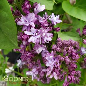 Syringa x hycinthiflora 'Skinner'