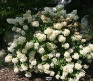 Hydrangea paniculata 'Little Lamb'