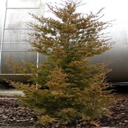 Juniperus virginiana 'Hills Dundee'