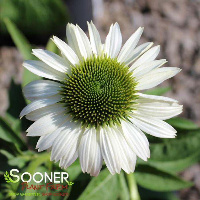 CONEFLOWER 'VIRGIN'