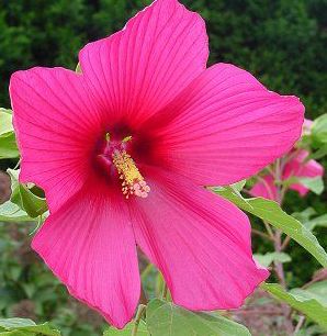 Hibiscus x 'Moy Grande'