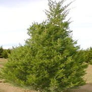 Juniperus chinensis 'Spartan'