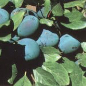 Prunus  'Stanley'