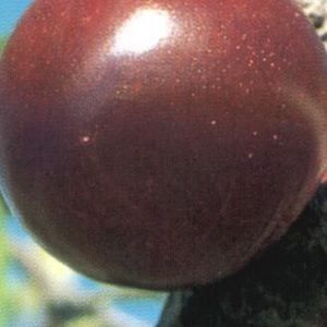 Prunus  'Superior'
