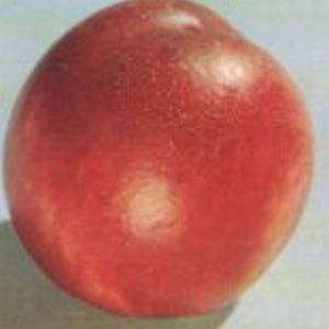 Prunus  'Toka'