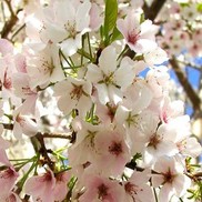 Prunus x yedoensis 'Yoshino'