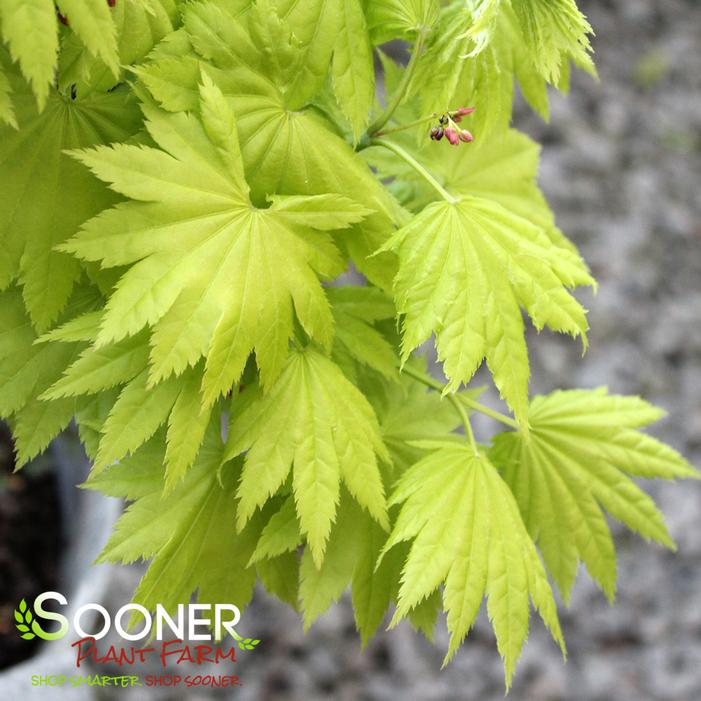 Acer japonicum 'Aconitifolium'
