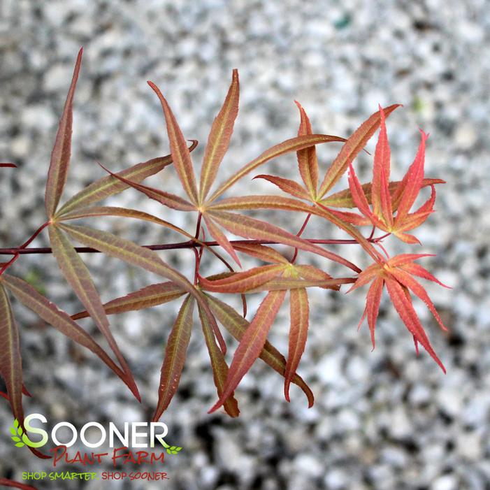 Acer palmatum 'Beni Otake'