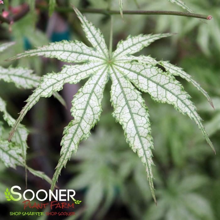 Acer palmatum 'First Ghost'