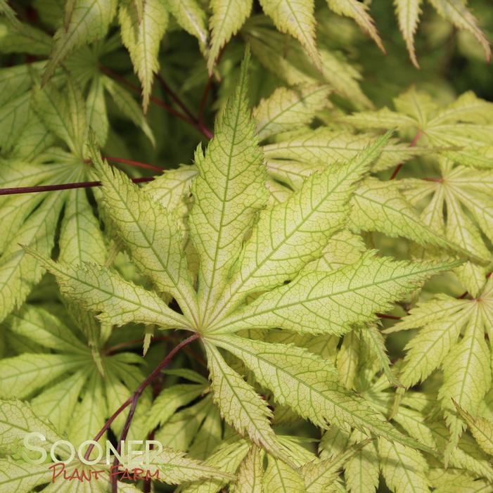 Acer palmatum 'Grandma Ghost'