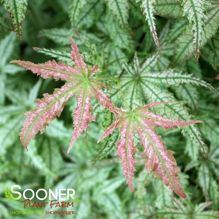 Acer palmatum 'Peaches & Cream'