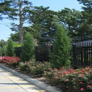 Juniperus virginiana 'Taylor'