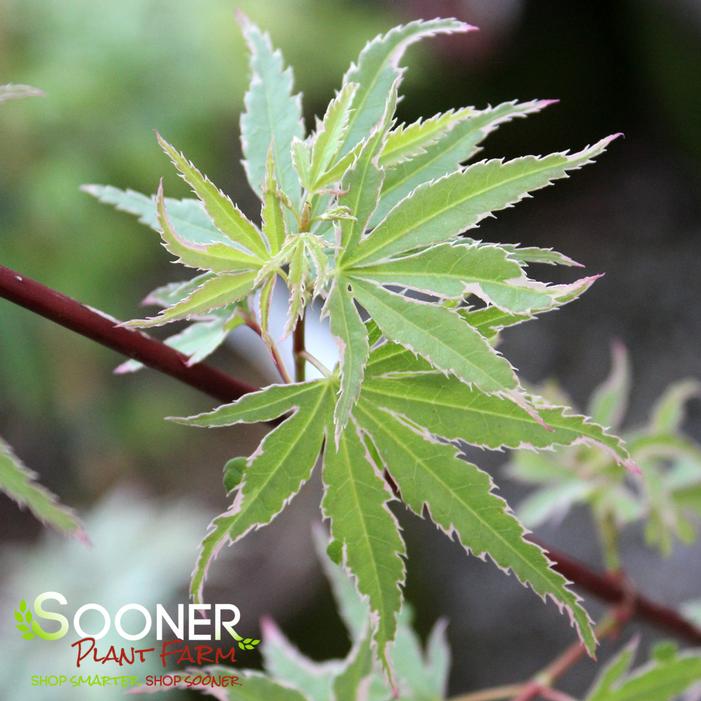 Acer palmatum 'Kagiri Nishiki'