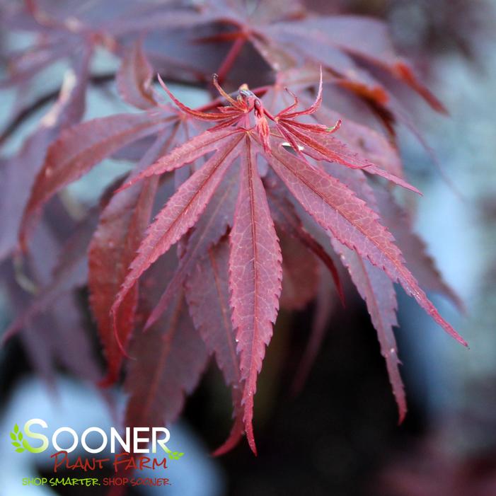 Acer palmatum 'Skeeter's Broom'