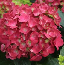 Hydrangea macrophylla 'Cityline Paris Rapa'