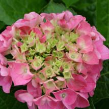 Hydrangea macrophylla 'Cityline Venice Raven'