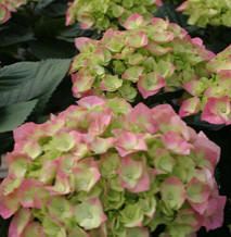Hydrangea macrophylla 'Cityline Berlin Rabe'