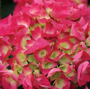 Hydrangea macrophylla 'Cityline Vienna Rawi'