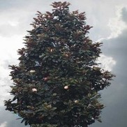 Magnolia grandiflora