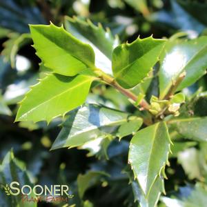 Ilex x meserveae 'Castle Heckenstar'