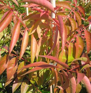 Pistacia chinensis 'Keith Davey'
