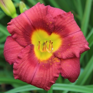 Hemerocallis hybrid
