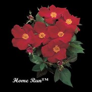 Rosa  'Home Run'
