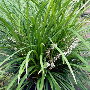 Liriope muscari 'Love Potion #13'