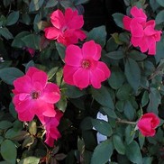 Rosa Radrazz 'Knock Out Original'