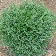 ARBORVITAE LINESVILLE GLOBE